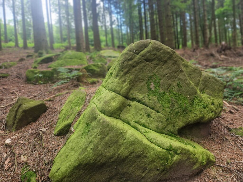 Wandern auf dem Königstuhl