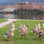 heidelberg, geese, flow