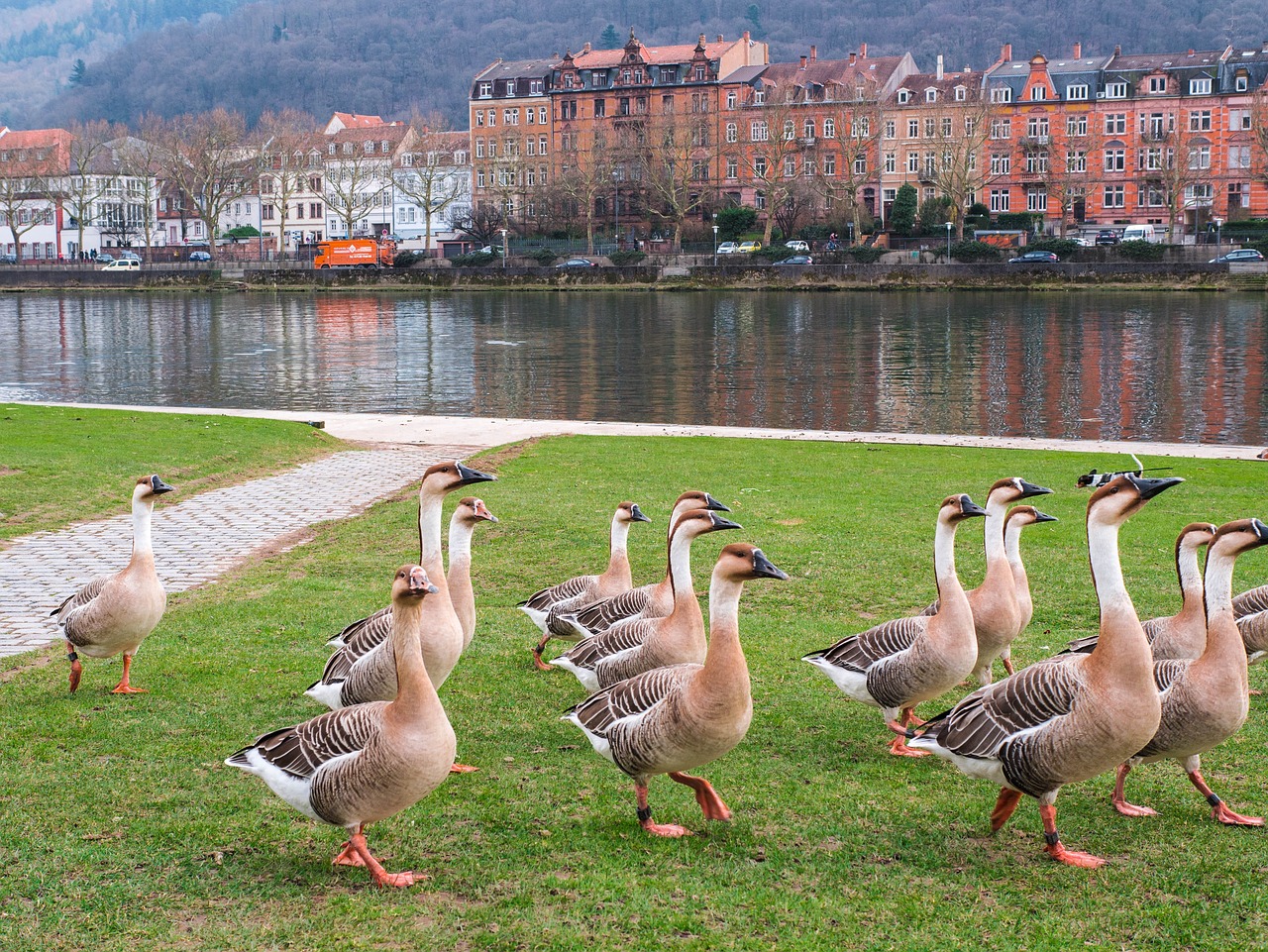 heidelberg, geese, flow